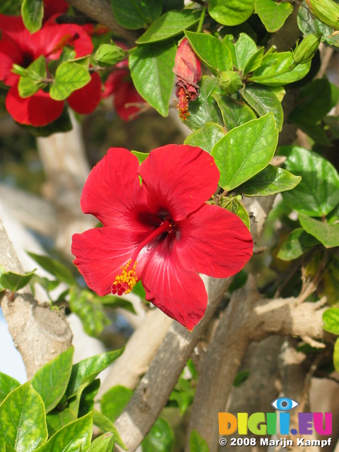 27686 Red hibiscus flowers